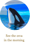 See the orca in the morning