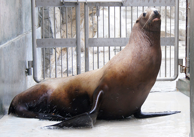 山武市で保護されたトド　近況報告 　2014年12月6日　仲間のいる飼育展示施設に移動します。