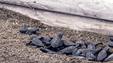 「ウミガメの浜」で保護したアカウミガメの卵がふ化