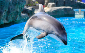 Dolphin02