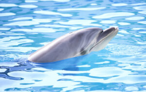Dolphin04