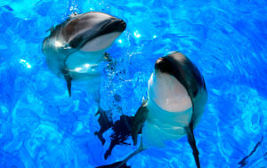 Dolphin Sea02