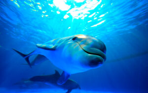 Dolphin Sea03
