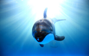 Dolphin Sea05