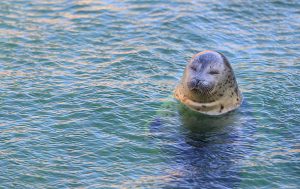 Sea Lion and Seal Sea05