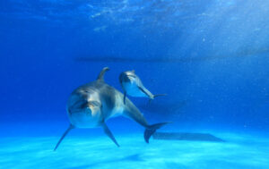 Dolphin Sea07