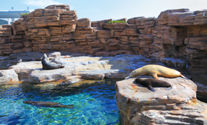 Sea Lion and Seal Sea