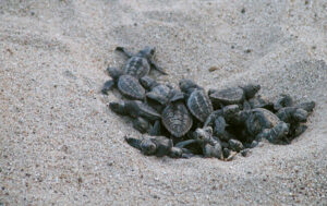Sea Turtle Beach03