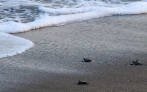 Sea Turtle Beach05