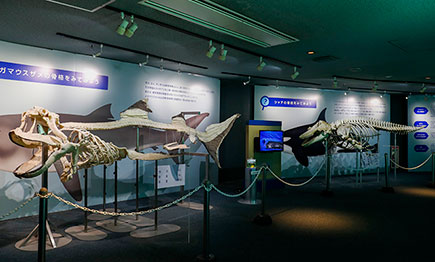 鴨川シーワールド　世界最大級のセイウチの全身骨格標本を公開01