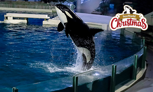 【5日間限定】シャチスペシャルナイトパフォーマンス観覧付きプラン