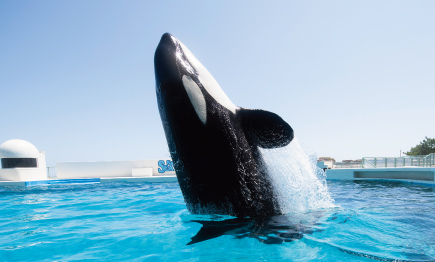 【サマーセール】まだまだ夏は終わらない！水族館を楽しもう【一泊二食付】