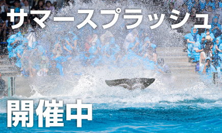 シャチの『サマースプラッシュ』開催中01