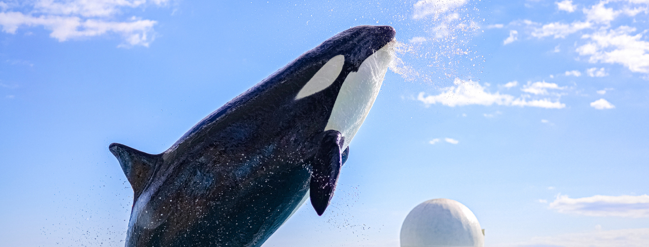 生命（いのち）の輝きと、ふれあえる海。
