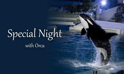 【チケット販売中】シャチスペシャルパフォーマンス開催01