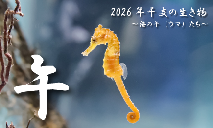 2026年「干支の生き物～海の午(ウマ)たち～」開催01
