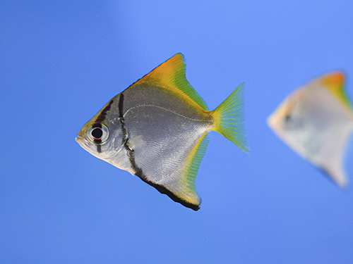 ヒメツバメウオが初繁殖に認定されました！