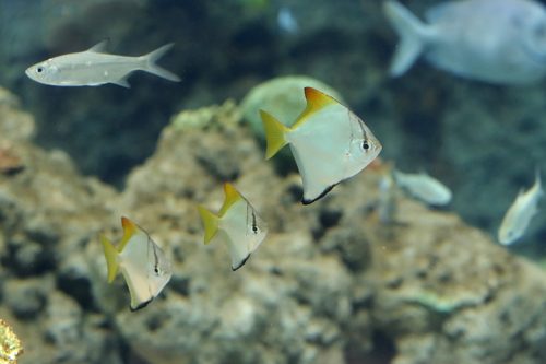 ヒメツバメウオが初繁殖に認定されました！