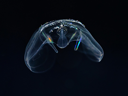 チョウのように羽ばたく「チョウクラゲ」