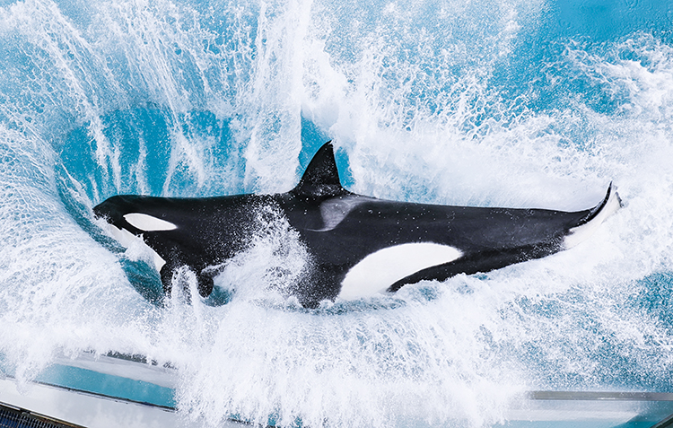 鴨川シーワールドの海洋動物パフォーマンス