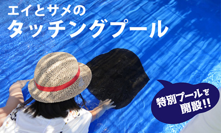 つるつる？ざらざら？「エイとサメのタッチングプール」開設01