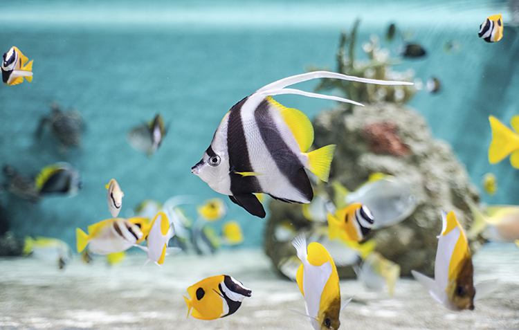 生命（いのち）の輝きと、ふれあえる海。
