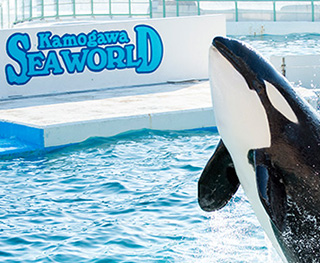 料金 チケット 鴨川シーワールド 東京 千葉の水族館テーマパーク